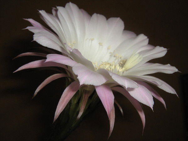 Татьяна Жаркова