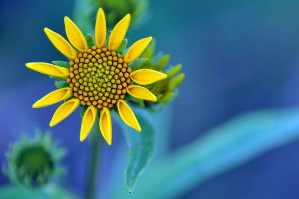 Наташа Платонова