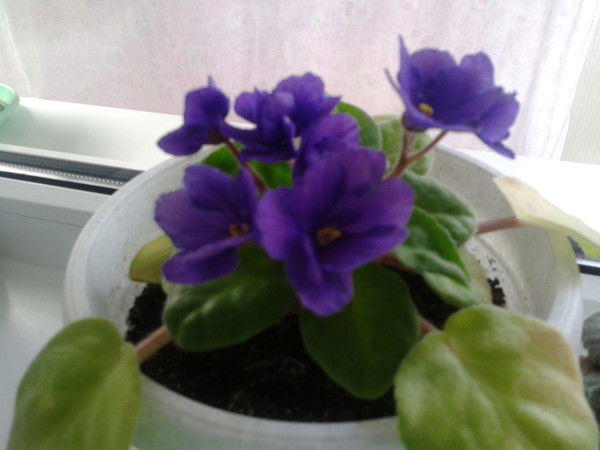 Наталья Клюева