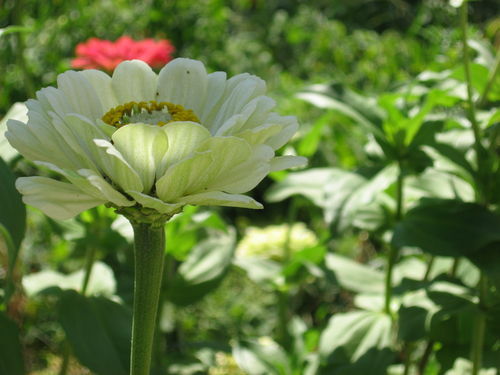 Ирина Шолохова