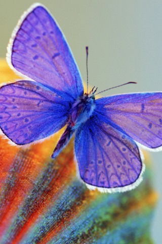 Виктория Ли