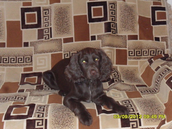 Андрей Ширяев