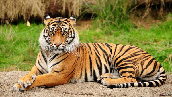 Татьяна Будурина