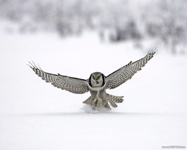 Дамир Динисламов