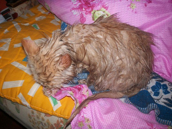 Александр Павлов