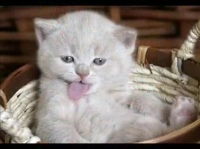 Наталья Пикущая