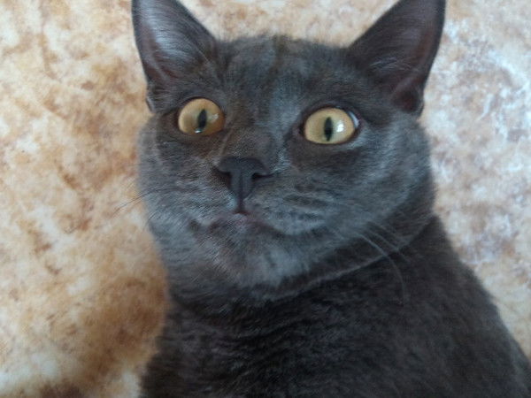 Денис Нуждин