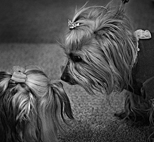 Альбина Садчикова