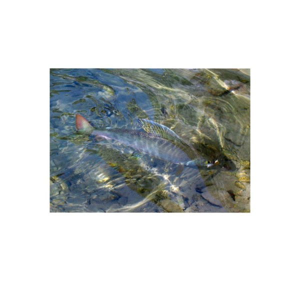 Леонид Варгалионок