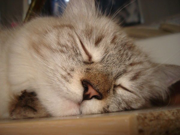 Андрей Просвирин