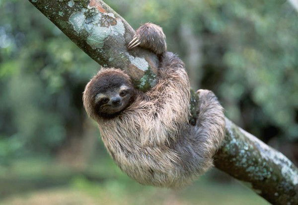 Коба Ленивец