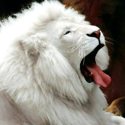 Татка Такисова