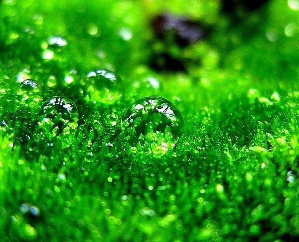 Павел Сорокин