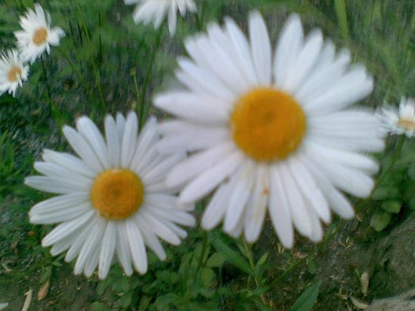 Лена Фирсова