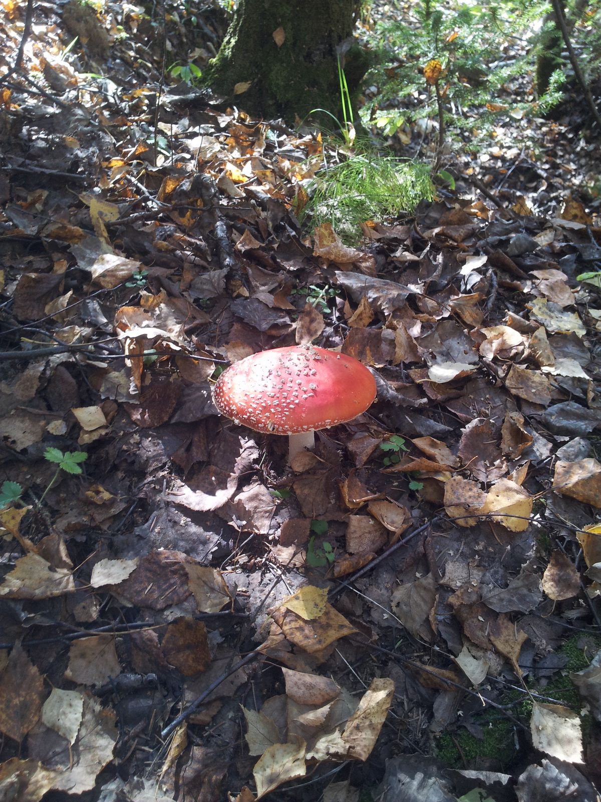 Августино Нетто