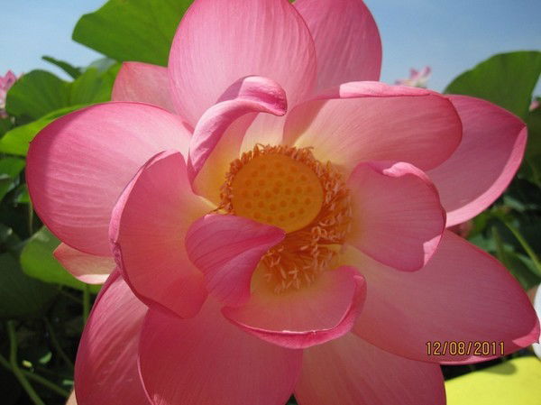 Юля Тихомирова