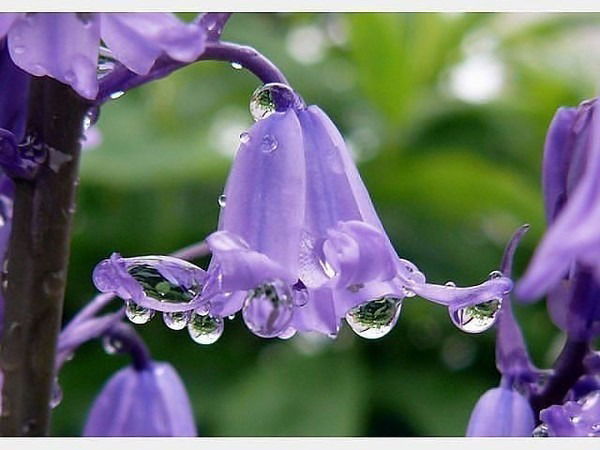 Жамиля Шакаримова