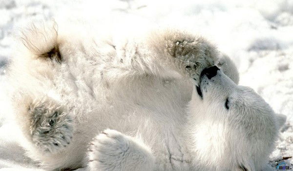 Игорь Павлов