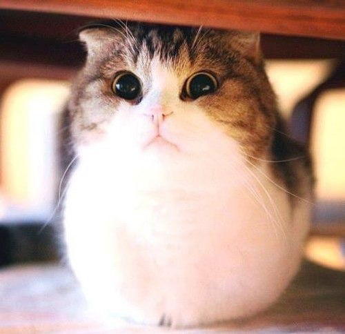 Анвар Тимербаев