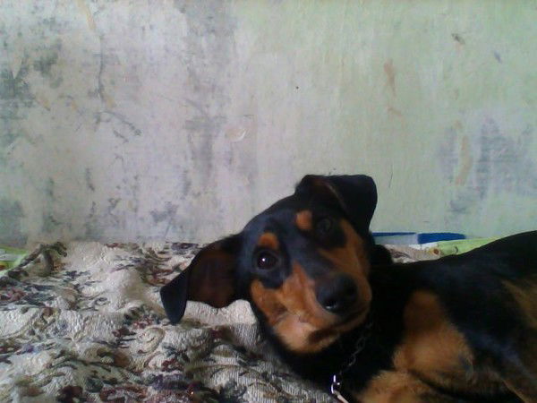 Наташа Савета