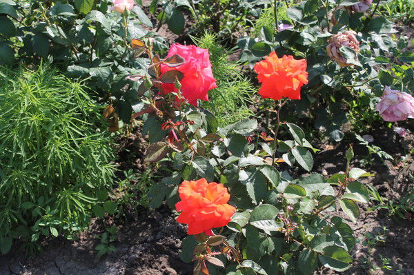 Ирина Коркошко