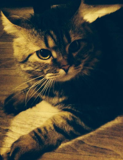 Тихан Хороший