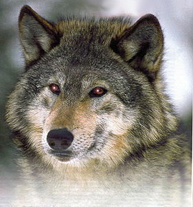 Константин Егорчатов