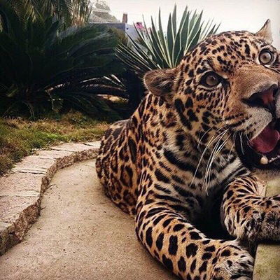 Амал Каримов