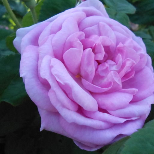 Леонид Задорожний