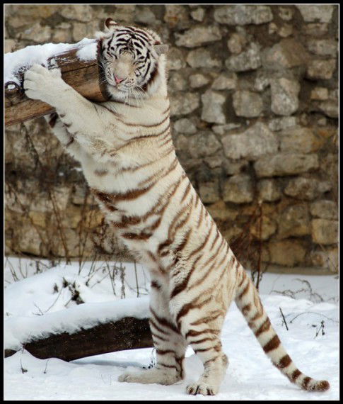 Тимофей Баев