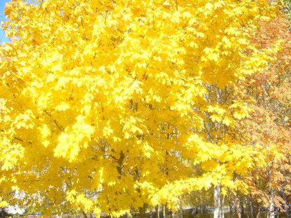 Лилия Газизулина