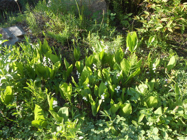 Ирина Абакумова