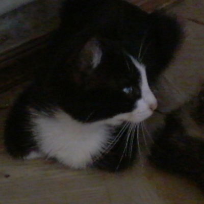 Алёна Багдасарян