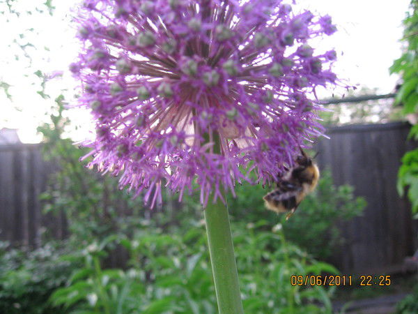 Ирина Королева