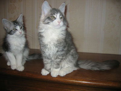 Шалатуркина Элеонора