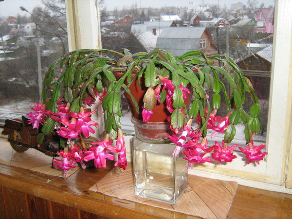 Кира Двуреченская