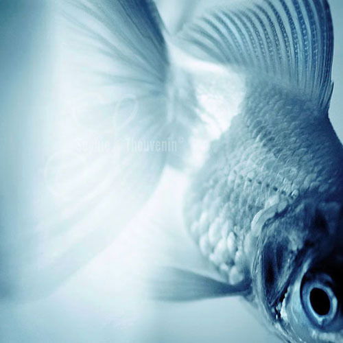 Галина Куракина