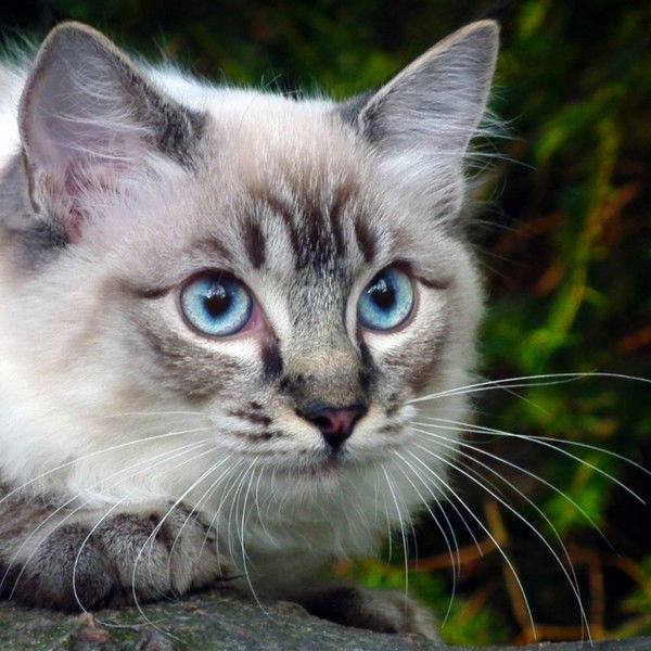 Светлана Кукушкина