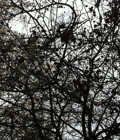 Тима Олейнк