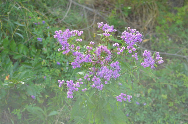 Александр Плотников