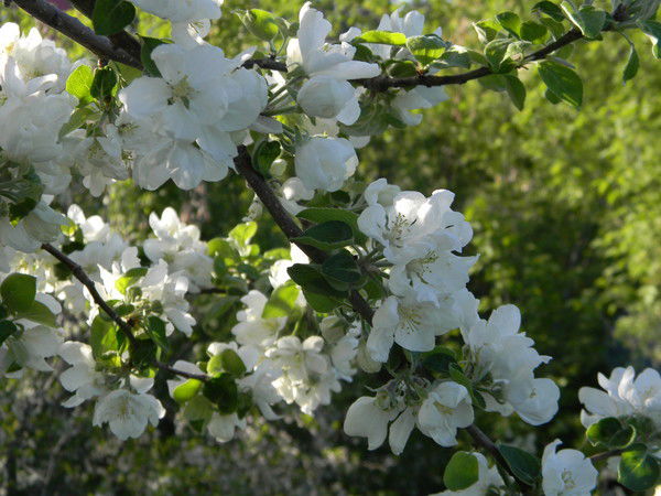 Лена Ягудина