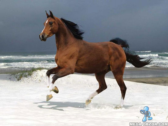 Бота Каражанова