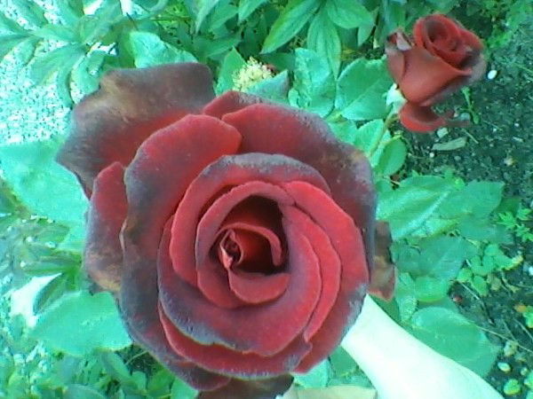 Светлана Кац