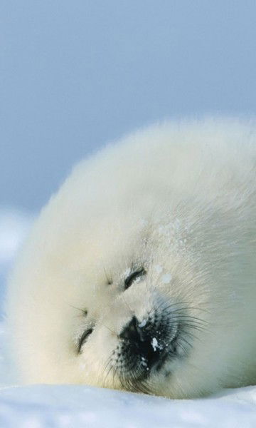 Тюленик Тюленик