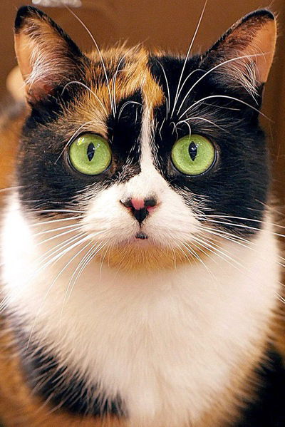 Яна Щербакова