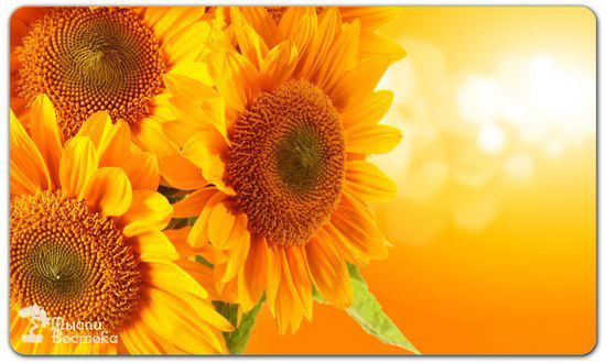 Елена Бочарова