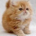 Наталия Хлопяник