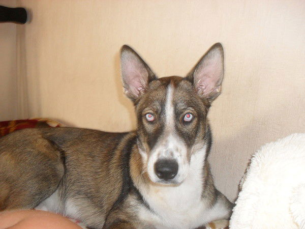 Денис Замбровский