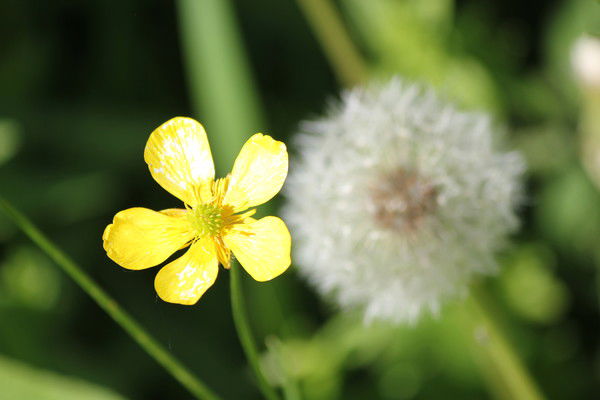 Индира Акпаева