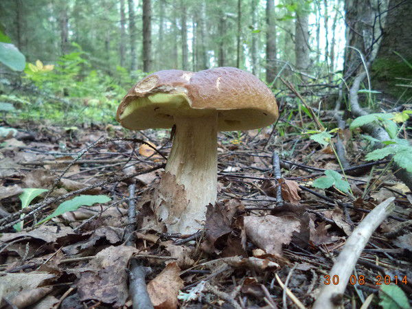 Алексей Розанов